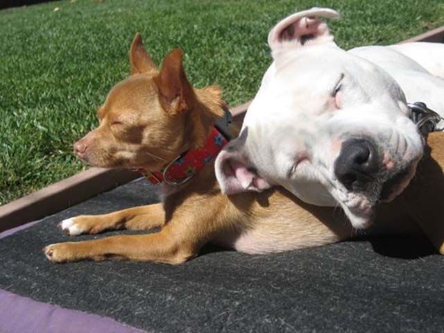 Pit Bulls que aman a sus amigos Chihuahuas
