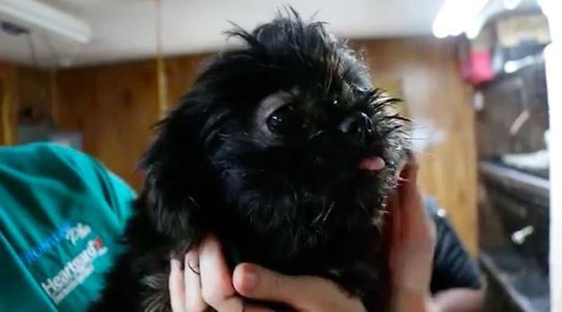 Cachorro rescatado