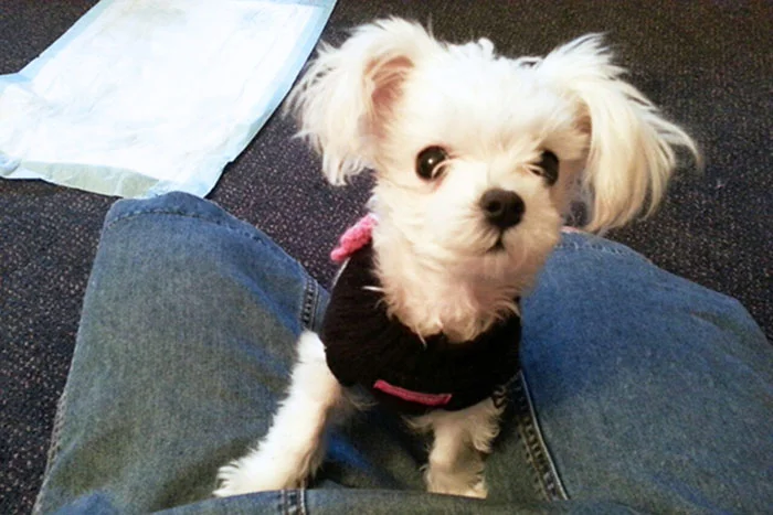 Charlotte adoptada Charlotte adoptada