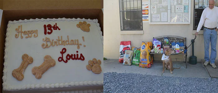 Cumpleaños perro quemado vivo