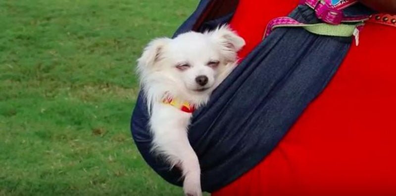 Perro rescatado