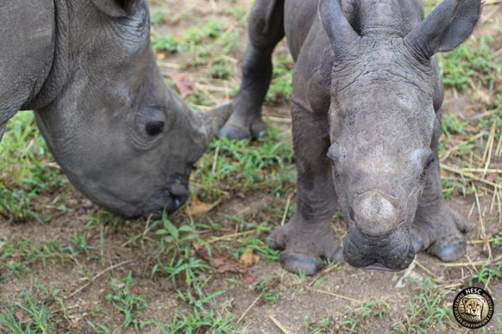 Rinocerontes Stompie y Balú Rinocerontes Stompie y Balú