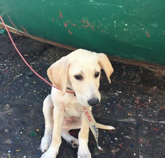 cachorro-encontrado-en-medio-del-mar cachorro-encontrado-en-medio-del-mar