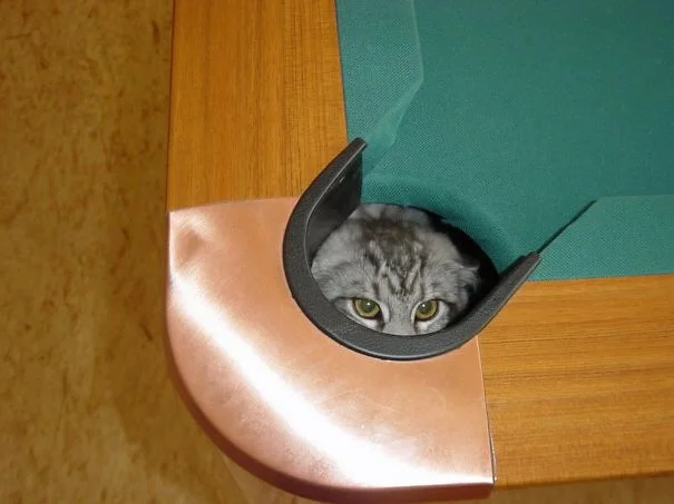 gatos-lamentan-haber-cometido-errores-1 gatos-lamentan-haber-cometido-errores-1