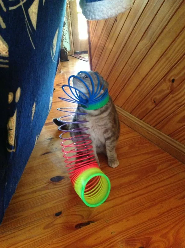 gatos-lamentan-haber-cometido-errores-10 gatos-lamentan-haber-cometido-errores-10