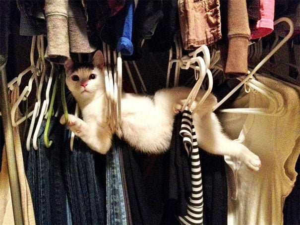 gatos-lamentan-haber-cometido-errores-11 gatos-lamentan-haber-cometido-errores-11