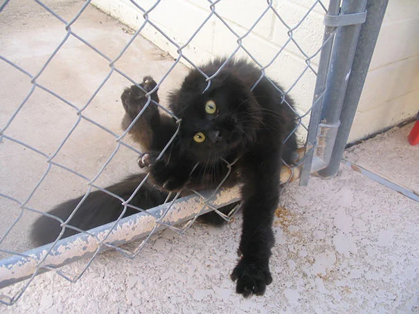 gatos-lamentan-haber-cometido-errores-7 gatos-lamentan-haber-cometido-errores-7