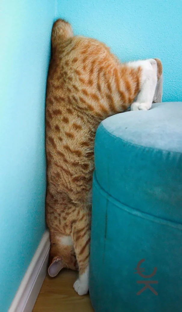 gatos-lamentan-haber-cometido-errores-8 gatos-lamentan-haber-cometido-errores-8