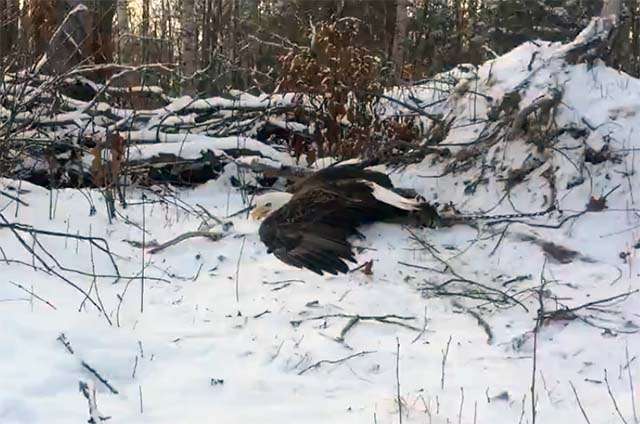 hermanos salvan un águila calva atrapada en una trampa