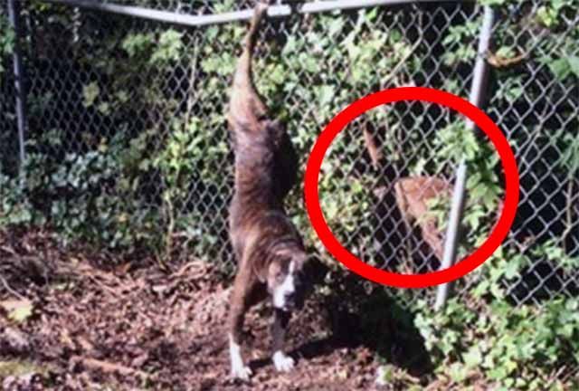 perra atrapada en una valla su amigo nunca se separó de ella