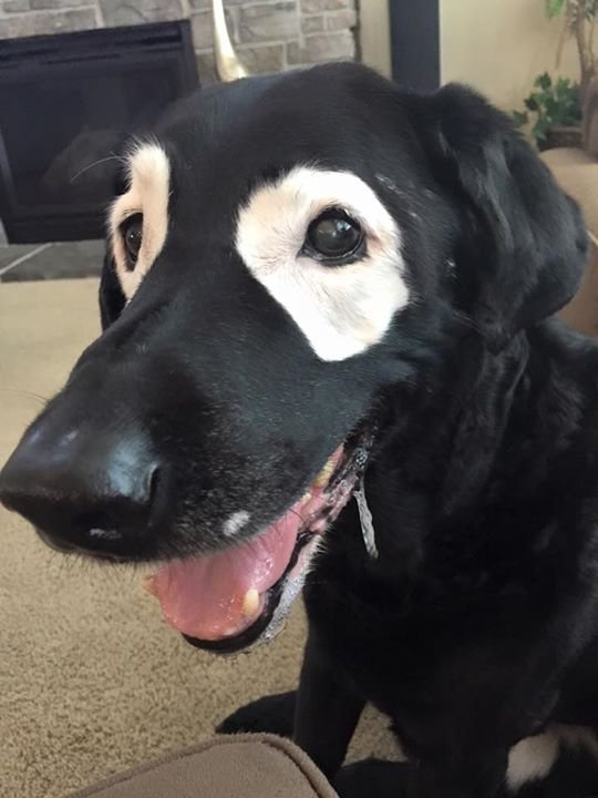 perro con extraña condición en los ojos