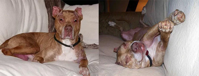 perro feliz con su nueva familia