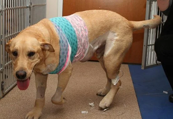 perro-se-recupera-después-de-ser-atravesado-por-una-varilla