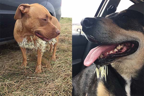 perros-atacados-por-puercoespín perros-atacados-por-puercoespín