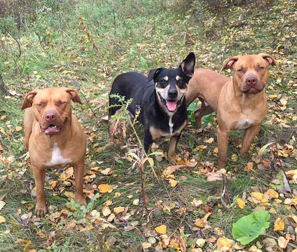 perros-querían-jugar-con-puercoespín perros-querían-jugar-con-puercoespín