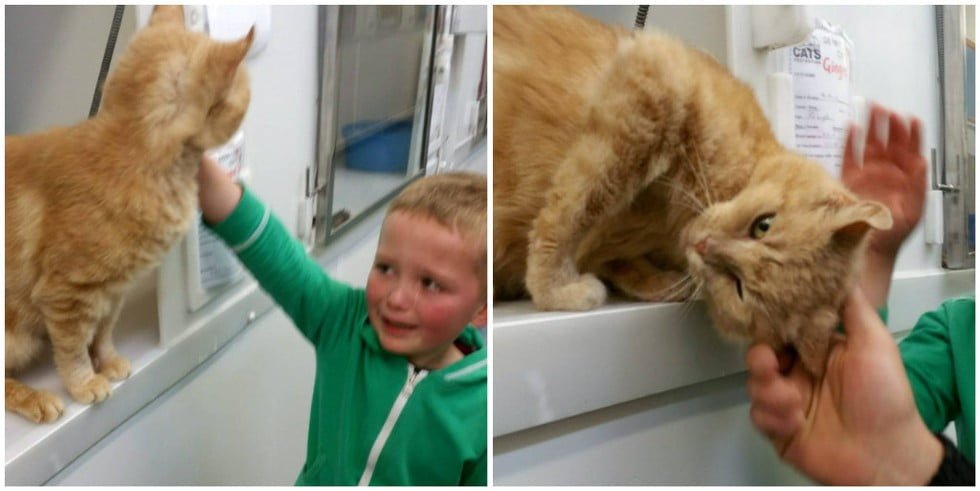 Reacción de un niño cuando encuentra a su gato perdido 3 reacción-de-un-niño-encuentra-gato-1