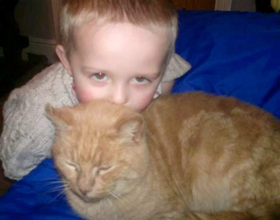 Reacción de un niño al encontrar a su gato Reacción de un niño al encontrar a su gato