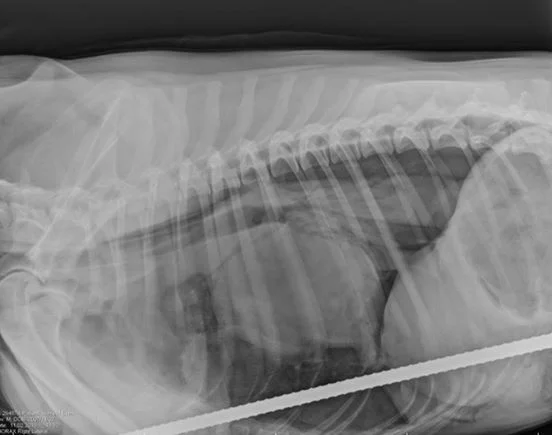 rx-perro-atravesado-por-una-varilla-de-acero