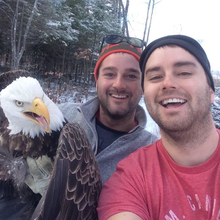 salvan a un águila atrapada en una trampa