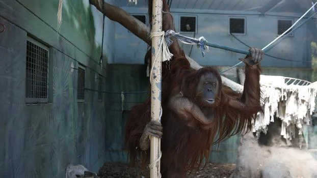 sandra-orangután-persona-no-humana-1