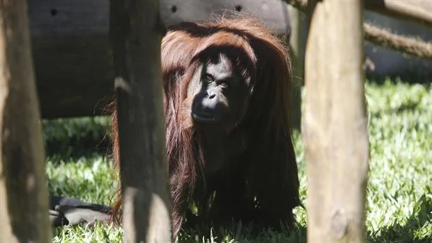 sandra-orangután-persona-no-humana-portada