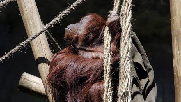 orangután-persona-no-humana sandra-orangután-persona-no-humana