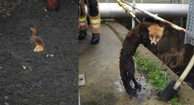 zorro rescatado de las aguas negras en Inglaterra