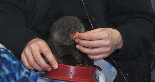 Buddy comiendo Buddy comiendo