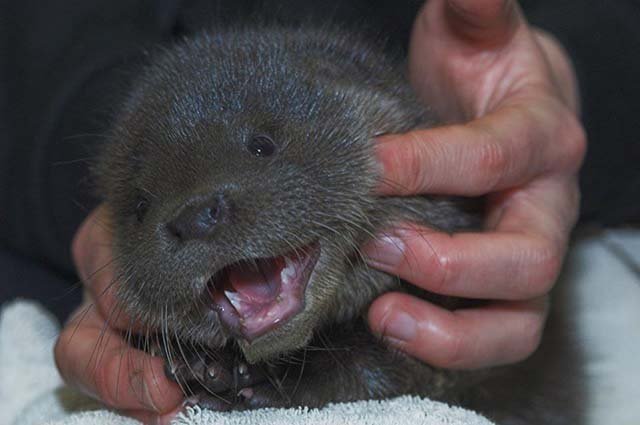 Nutria llora en la puerta de una casa para que la ayuden