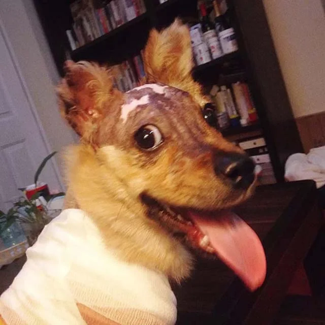 Tuffy, el cachorro quemado con agua hirviendo