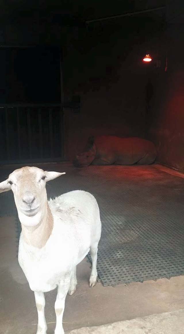 amigos inusuales