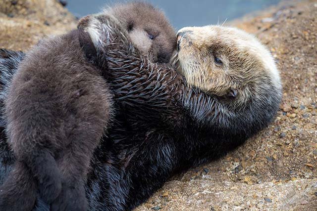 nutria marina y su bebé