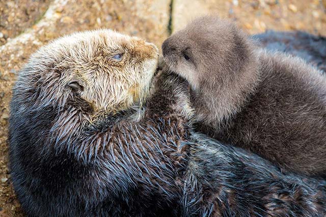 nutria marina y su cría