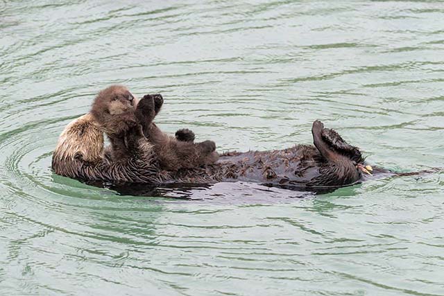 nutria muestra a su bebé muy orgullosa