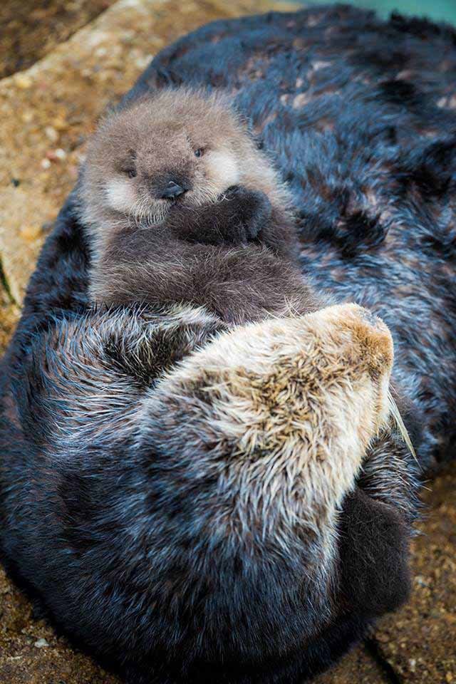 nutria orgullosa con su bebé