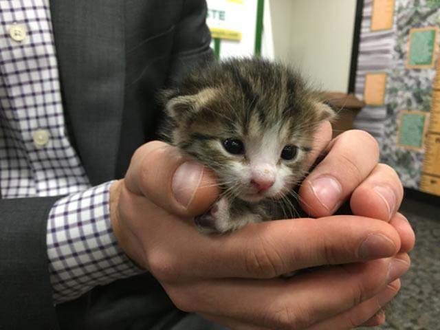 salvan a un gato a punto de morir en un centro de reciclaje