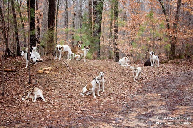 31 perros vivían en manada en el bosque 31 perros vivían en manada en el bosque