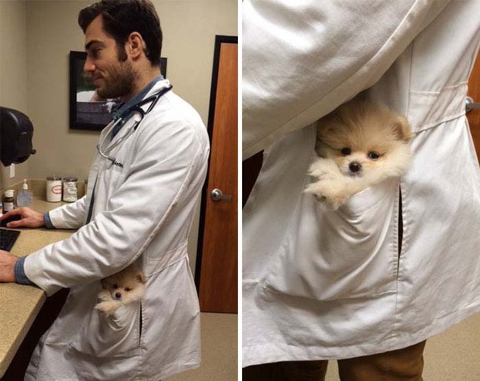 Cahorro y veterinario Cahorro y veterinario