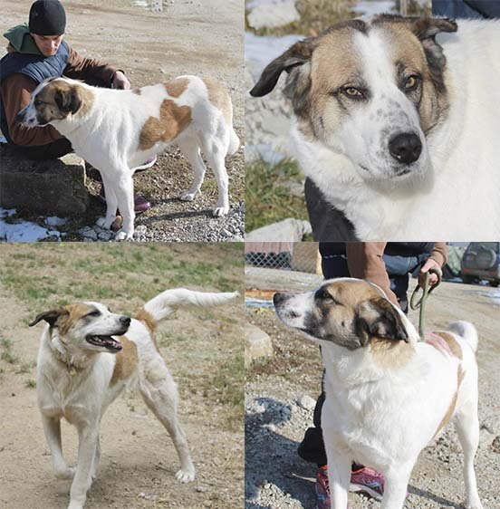 Khaleesi disponible para adopción