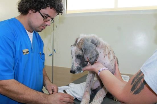 Khaleesi en el veterinario Khaleesi en el veterinario