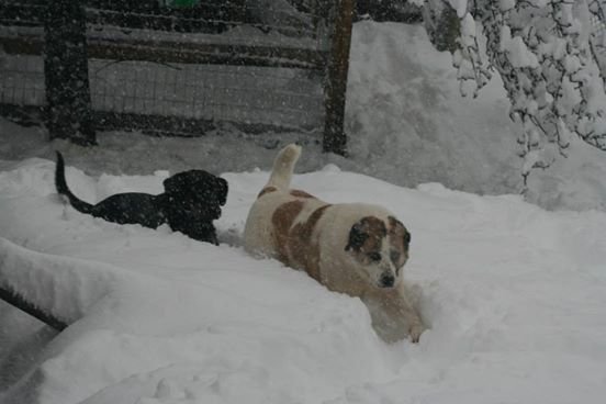 Khaleesi es feliz en la nieve Khaleesi es feliz en la nieve