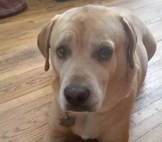 Perro de David Krockett