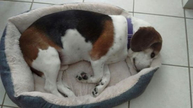 Querían sacrificarlo porque bota mucho pelo Querían sacrificarlo porque bota mucho pelo