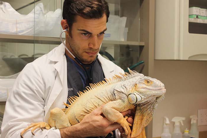 Veterinario adorable con una iguana