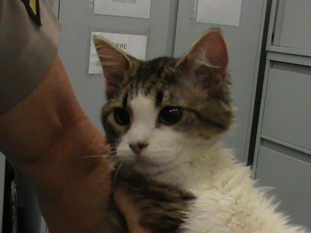 gata estaba atada con cinta aislante en sus patas