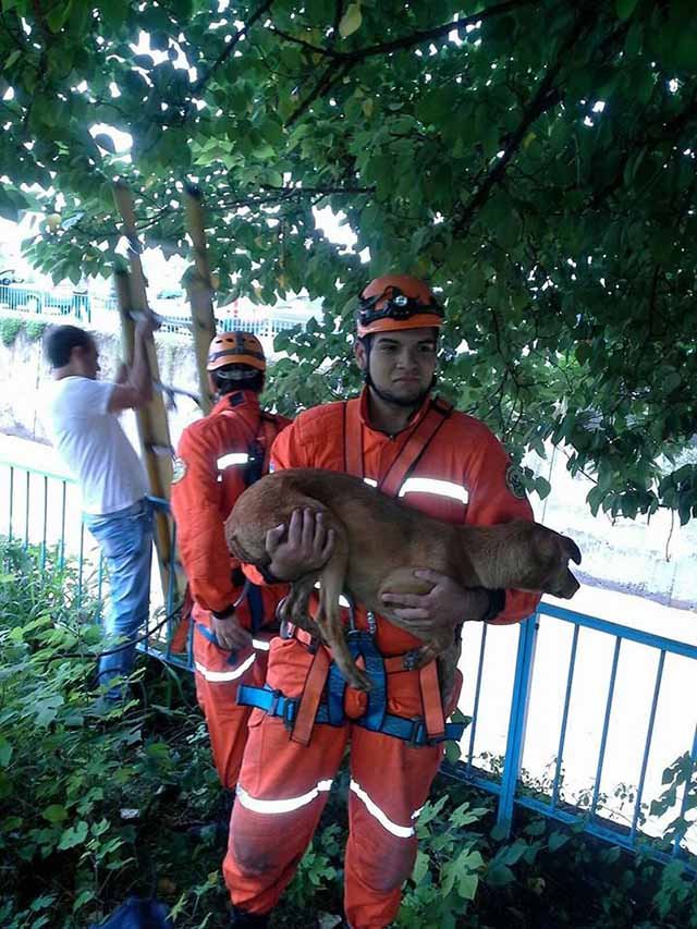heroico rescate de dos perros atrapados en un canal heroico rescate de dos perros atrapados en un canal