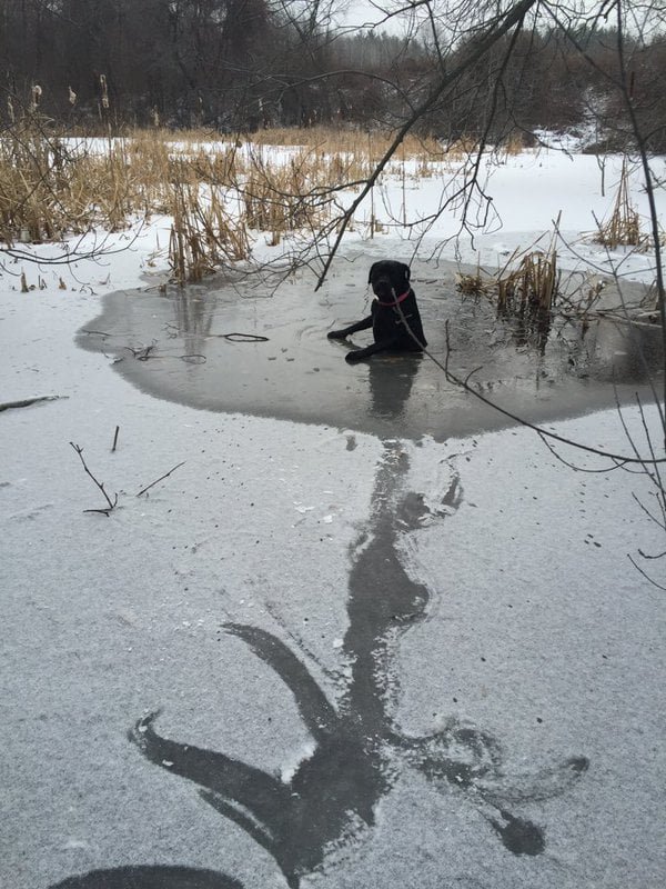 perra cayó en lago congelado