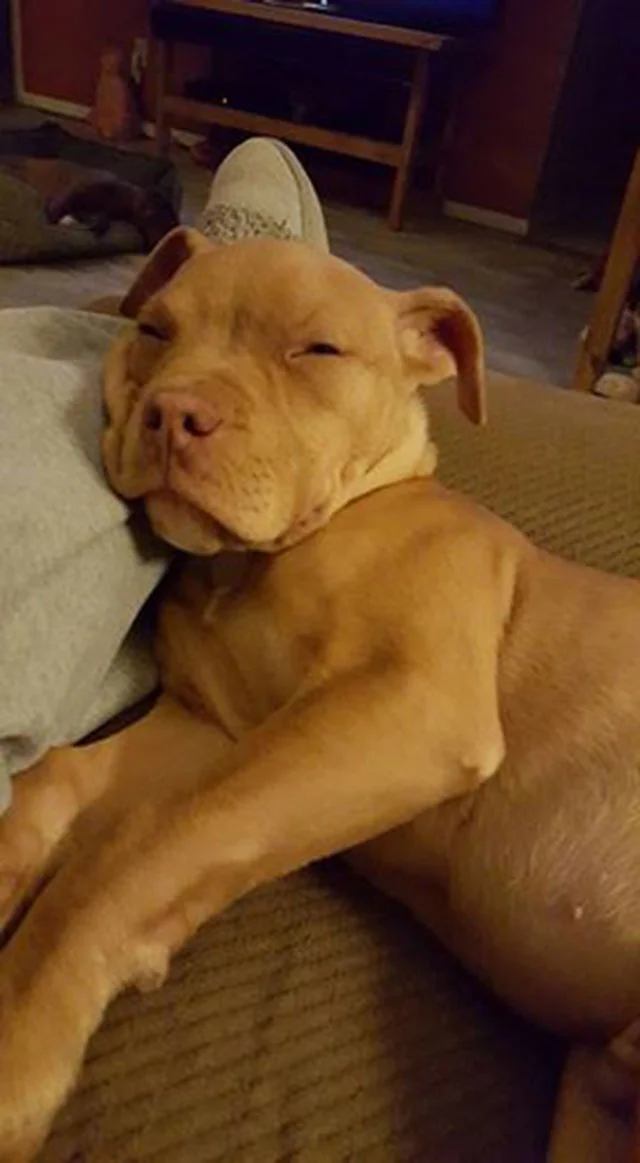 perro abandonado en medio de la calle