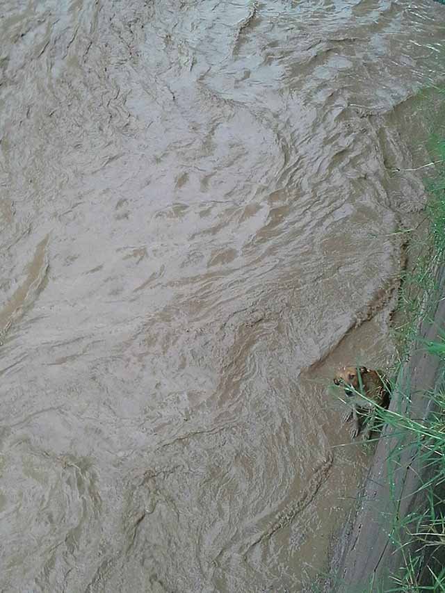 perro atrapado en la corriente de un canal perro atrapado en la corriente de un canal