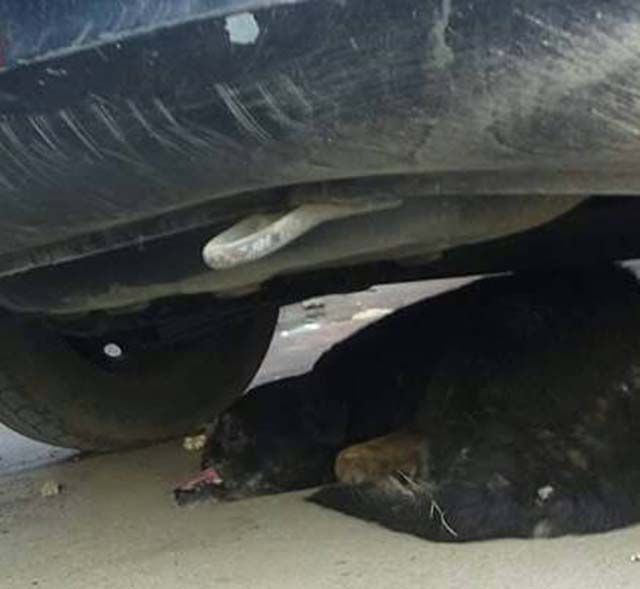 perro debajo de los autos